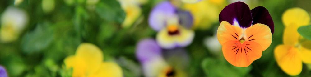 slider_4.png